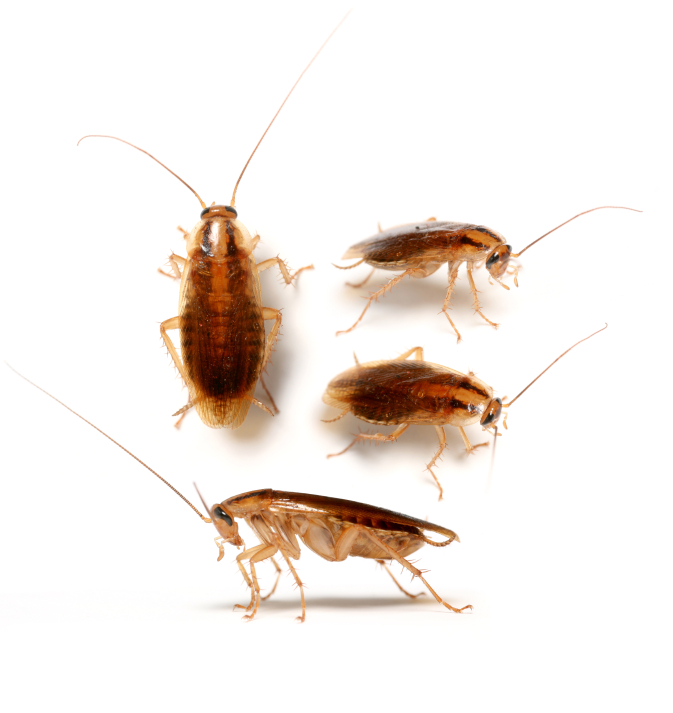 Kakkerlakken Bestrijden 't Gooi